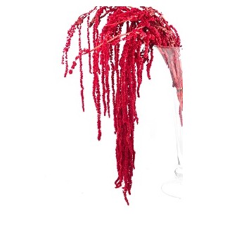 AMARANTHUS RED