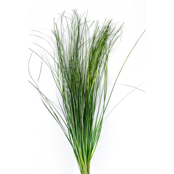BEAR GRASS H. 70/80 CM ˜ 100 GR