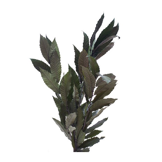 CASTAGNO GREEN H. 70/80 cm ˜ 150 gr