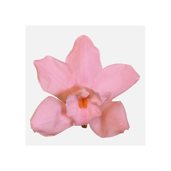 CYMBIDIUM PINK X 3 FLOWERS