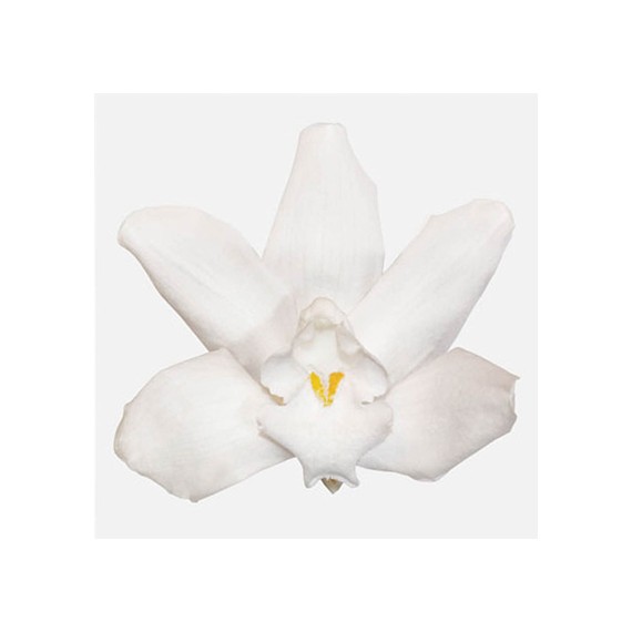 CYMBIDIUM WHITE X 3 FLOWERS