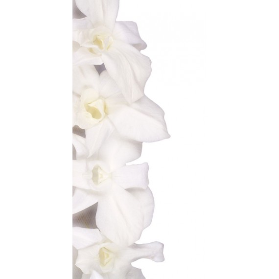 WHITE DENDROBIUM  per 5 FLOWERS