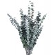 EUCALYPTUS BABY BLUE GREEN  H. 50/70 CM ˜ 150 GR