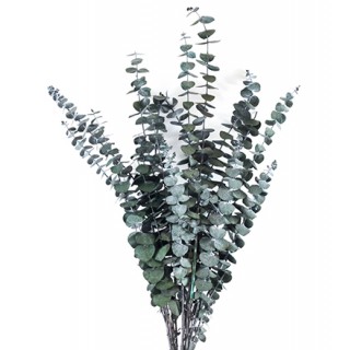 EUCALYPTUS BABY BLUE GREEN  H. 50/70 CM ˜ 150 GR