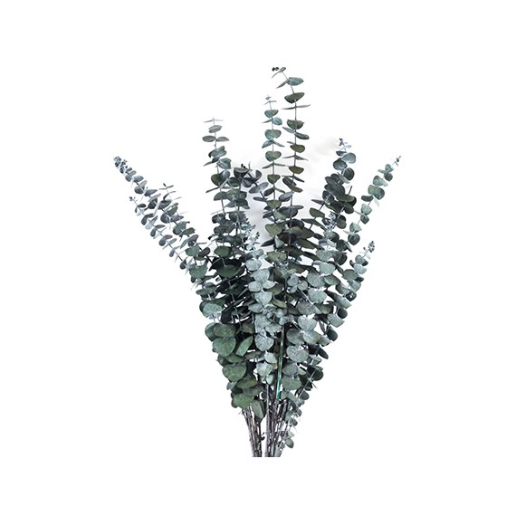 EUCALYPTUS BABY BLUE GREEN  H. 50/70 CM ˜ 150 GR