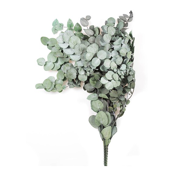 EUCALYPTUS CINEREA GREEN H. 50/70 CM ˜ 150 GR