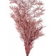 EUCALYPTUS NICOLY BORDEAUX