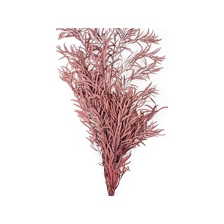 EUCALYPTUS NICOLY BURGUNDY  H. 50/70 CM ˜ 150 GR