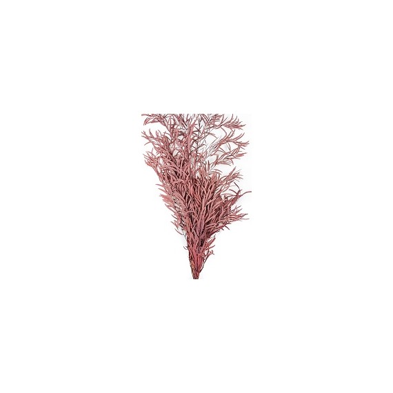 EUCALYPTUS NICOLY BURGUNDY  H. 50/70 CM ˜ 150 GR