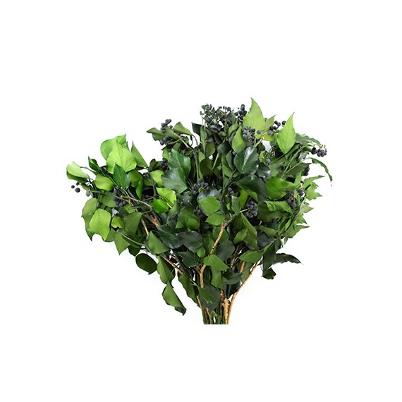 HEDERA ARBOREA FRUITS GREEN H. 40/60 CM ˜ 150 GR