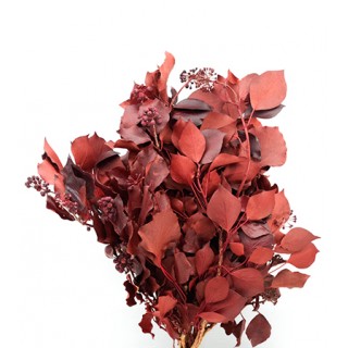 HEDERA ARBOREA FRUITS RED H. 40/60 CM ˜ 150 GR