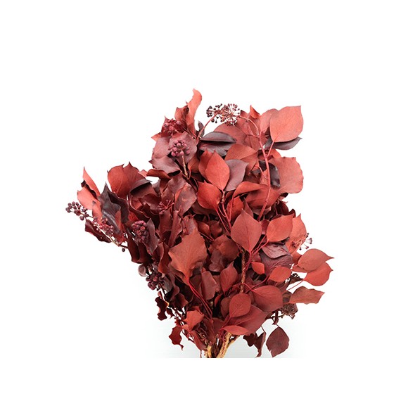 HEDERA ARBOREA FRUITS RED H. 40/60 CM ˜ 150 GR