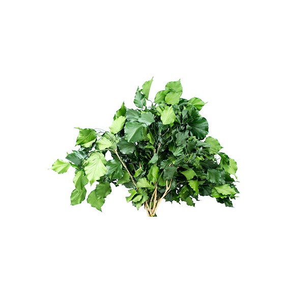 HEDERA ARBOREA GREEN H. 40/60 CM ˜ 150 GR