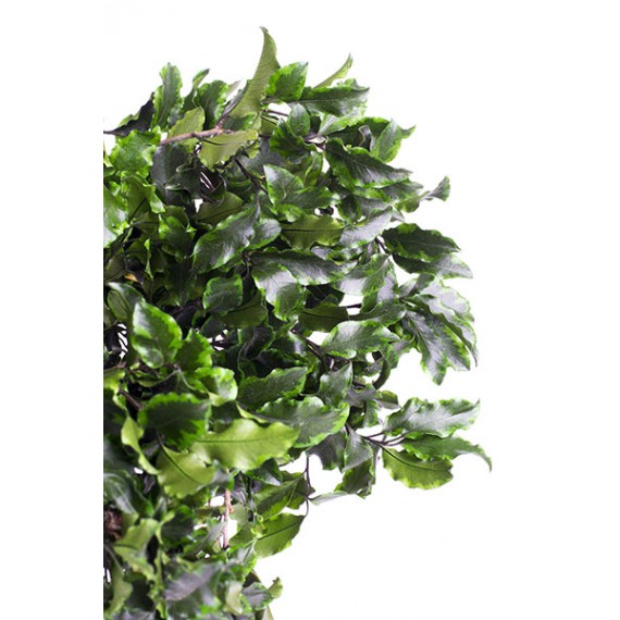 PITTOSPORUM GREEN H. 40/60 CM ˜ 100 GR