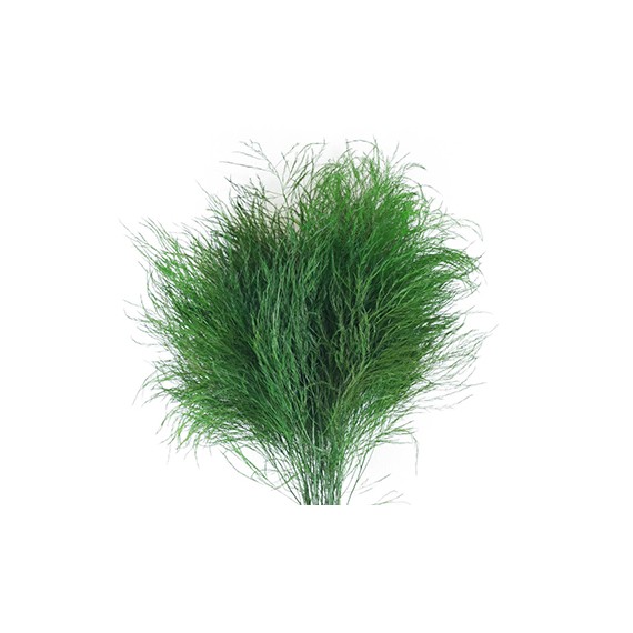 TREE FERN TIKI H. 60/70 CM ˜ 100 GR