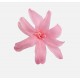 TUBEROSA LIGHT PINK X 12 FLOWERS