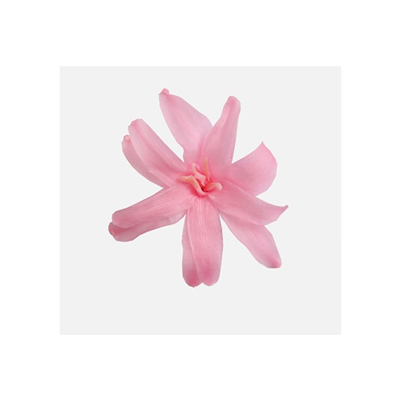 TUBEROSA LIGHT PINK X 12 FLOWERS