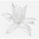 TUBEROSA WHITE X 12 FLOWERS