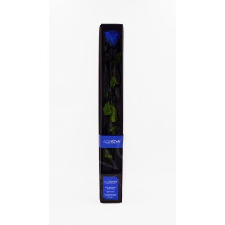 BACCARA ROSE WITH STEM d.6  h.50 cm + BLACK BOX + TESTER - BLUE