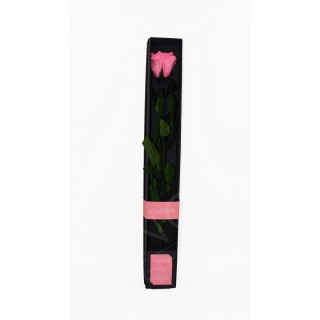 BACCARA ROSE WITH STEM d.6  h.50 cm + BLACK BOX + TESTER - PINK