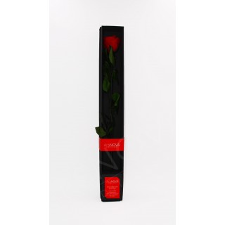 BACCARA ROSE WITH STEM d.6  h.50 cm + BLACK BOX + TESTER - RED