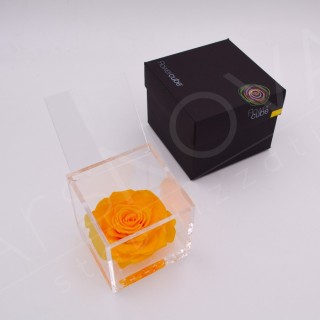 FLOWERCUBE ROSA 12X12 + PACKAGING - COLORE GIALLO