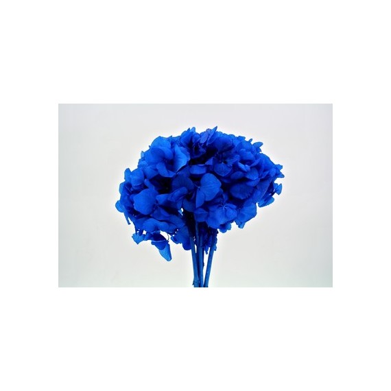BLUE HYDRANGEA STANDARD  d.18/22 cm