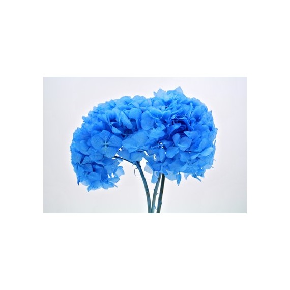 MARINE BLUE HYDRANGEA STANDARD d.18/22 cm