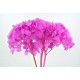 HYDRANGEA STANDARD FUCHSIA d.18/22 cm