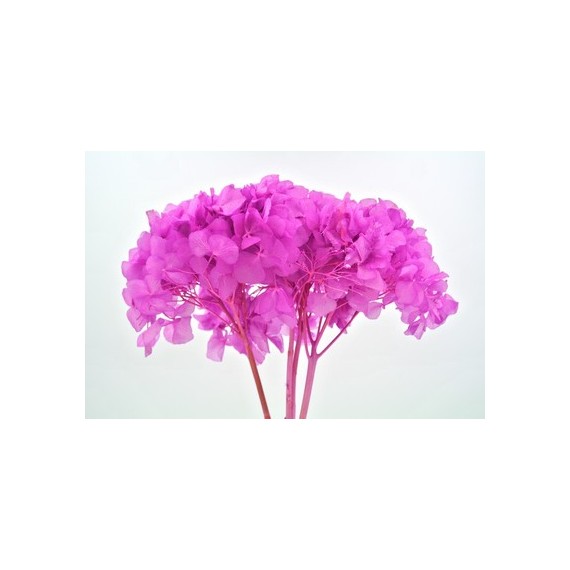 HYDRANGEA STANDARD FUCHSIA d.18/22 cm