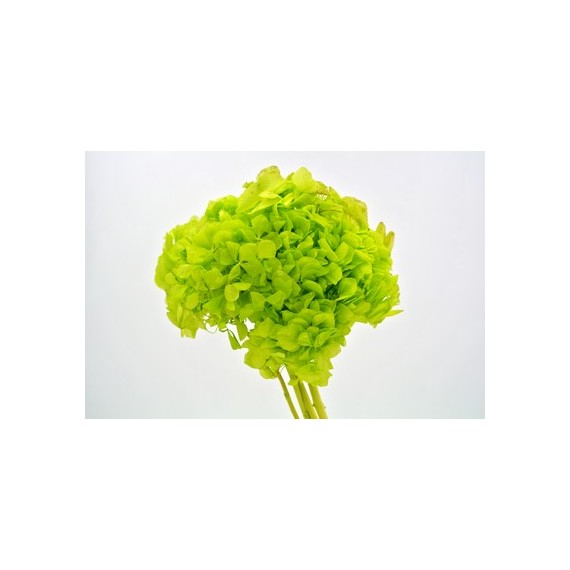 HYDRANGEA STANDARD LIGHT GREEN d.18/22 cm