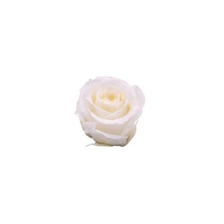 ROSA PRECIOUS d.2,5 cm - COLORE AVORIO - IMBALLO 16 pz