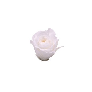 ROSA PRECIOUS d.2,5 cm - COLORE BIANCO - IMBALLO 16 pz