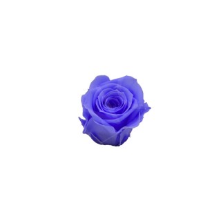 ROSA PRECIOUS d.2,5 cm - COLORE BLU GLICINE - IMBALLO 16 pz