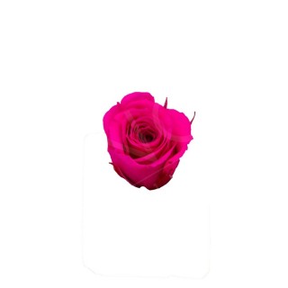 ROSA PRECIOUS d.2,5 cm - COLORE FUCSIA - IMBALLO 16 pz