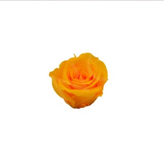 ROSA PRECIOUS d.2,5 cm - COLORE GIALLO - IMBALLO 16 pz