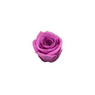 ROSA PRECIOUS d.2,5 cm - COLORE LILLA - IMBALLO 16 pz