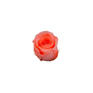 ROSA PRECIOUS d.2,5 cm - COLORE PESCA - IMBALLO 16 pz