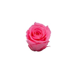 ROSA PRECIOUS d.2,5 cm - COLORE ROSA - IMBALLO 16 pz