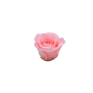 ROSA PRECIOUS d.2,5 cm - COLORE ROSA PASTELLO - IMBALLO 16 pz