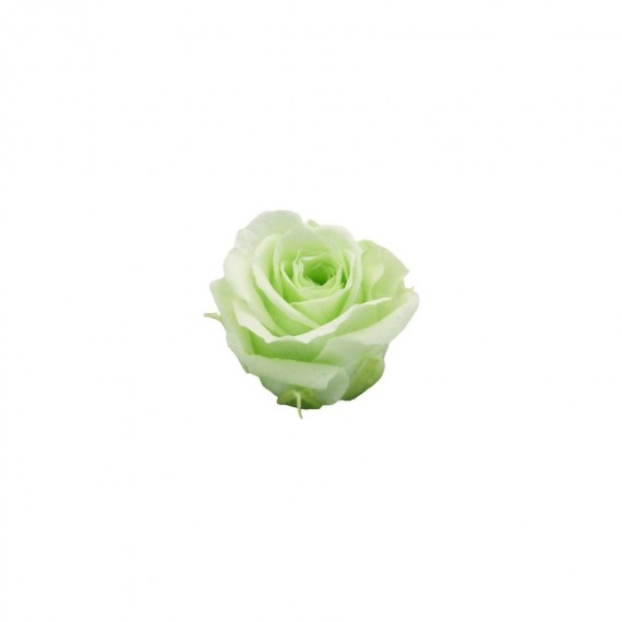 ROSA PRECIOUS d.2,5 cm - COLORE VERDE PASTELLO - IMBALLO 16 pz