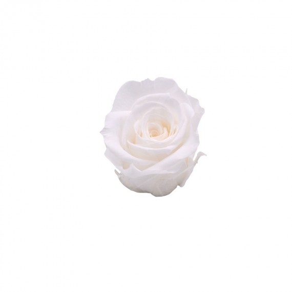 ROSA CHERIE d.4 cm - COLORE BIANCO - IMBALLO 6 pz