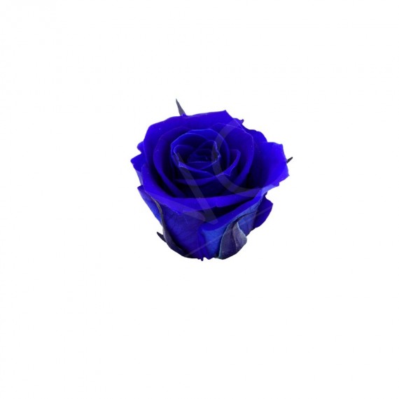 ROSA CHERIE d.4 cm - COLORE BLU - IMBALLO 6 pz