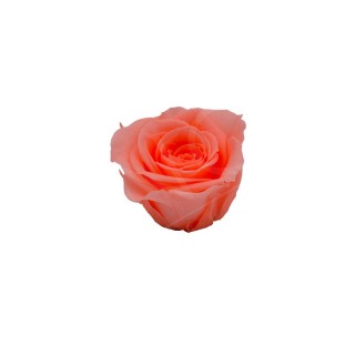 ROSA CHERIE d.4 cm - COLORE PESCA - IMBALLO 6 pz