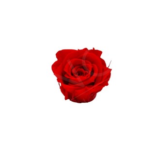 ROSA CHERIE d.4 cm - COLORE ROSSO - IMBALLO 6 pz