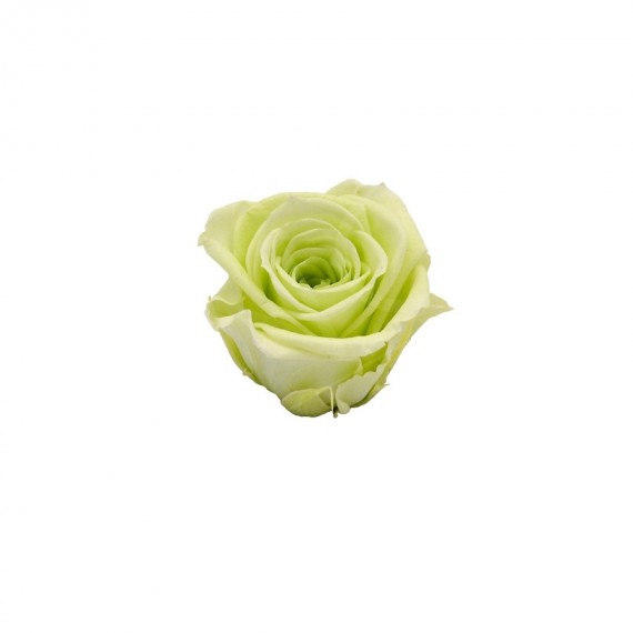 ROSA CHERIE d.4 cm - COLORE VERDE PASTELLO - IMBALLO 6 pz