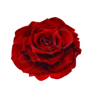 ROSA GRAN PRIX d.10 cm - COLORE BORDEAUX - IMBALLO 1 pz