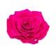 ROSA GRAN PRIX d.10 cm - COLORE FUCSIA - IMBALLO 1 pz