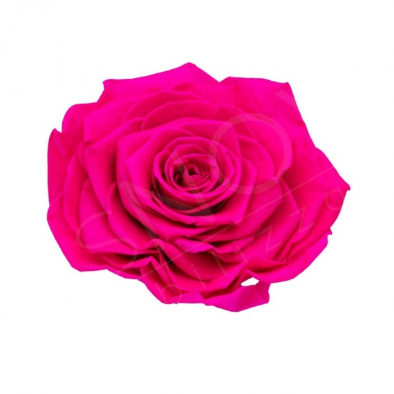 ROSA GRAN PRIX d.10 cm - COLORE FUCSIA - IMBALLO 1 pz