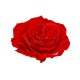 ROSA GRAN PRIX d.10 cm - COLORE ROSSO - IMBALLO 1 pz
